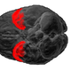 Illustration for article titled Why the Brains of Dogs and Humans Are More Similar Than You Think